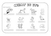 English Worksheet: Animals