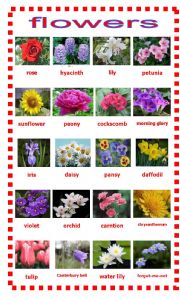 English Worksheet: flowers