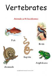 English worksheet: Vertebrates