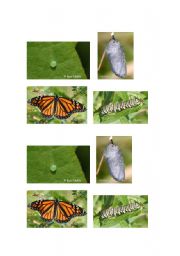 English Worksheet: Butterfly Life Cycle Pictures (page 2)