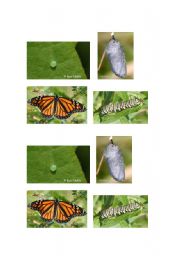 English worksheet: Butterfly Life Cycle Pictures (page 2)