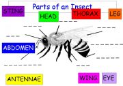 English Worksheet: Parts of Insect - Labelling Exercise