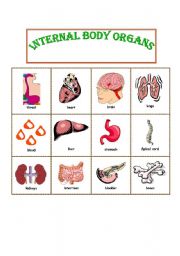 English Worksheet: Internal Parts of the Body Picture Dictionary with B/W version
