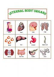 Internal Parts of the Body Picture Dictionary with B/W version