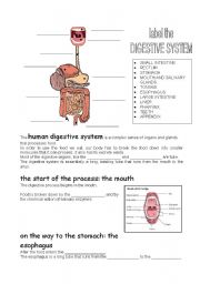 English Worksheet: human digestive system