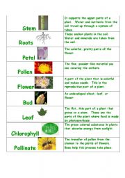 English Worksheet: Plant Vocabulary