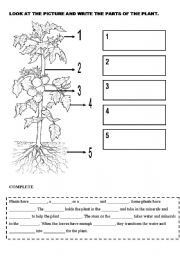 English Worksheet: PLANTS