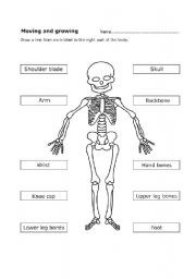 English Worksheet: Human skeleton