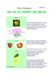 English Worksheet: About plants