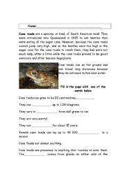 English worksheet: Cane Toads