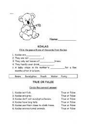 English worksheet: Koalas