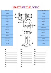 English Worksheet: parts of the body