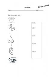 English worksheet: my five senses