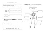 English Worksheet: BONES AND MUSCLES