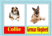 English Worksheet: dog breeds flashcards (1/3)