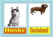 English Worksheet: dog breeds flashcards (2/3)