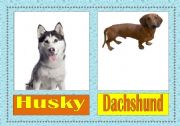 dog breeds flashcards (2/3)