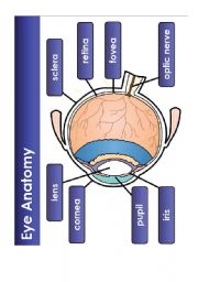 English Worksheet: The eye