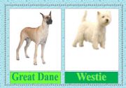 English worksheet: dog breeds flashcards (3/3)