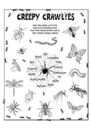 English Worksheet: Creepy Crawlies (Insects)