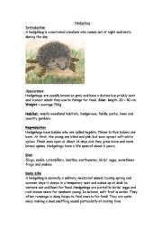 English Worksheet: hedgehogs