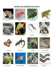 English Worksheet: Reptiles and amphibians pictionary