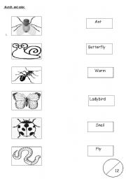 English Worksheet: Insects Vocabulary