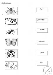 English worksheet: Insects Vocabulary