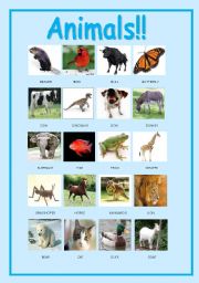 English Worksheet: Animals pictionary.