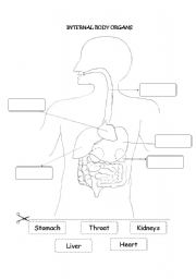 English Worksheet: Internal Body Organs