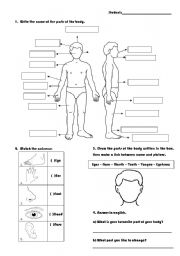 English Worksheet: Parts of the body