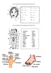 English Worksheet: body parts