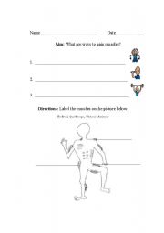 English Worksheet: Muscles