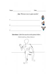 English worksheet: Muscles