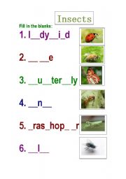 English worksheet: Insects
