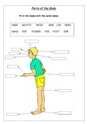 English Worksheet: Body Parts