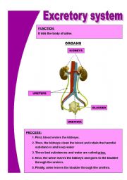 English Worksheet: The basic excretory system