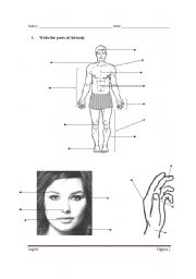 English Worksheet: Body Parts