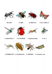 English Worksheet: Insect vocabulary sheet