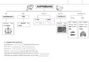 English worksheet: AMPHIBIANS