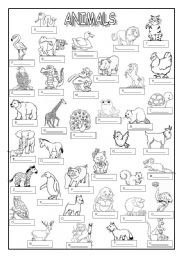 English Worksheet: ANIMALS (key  included)