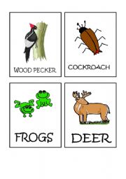 Animals flash-cards part 6