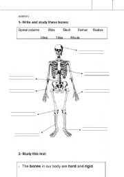 English Worksheet: bones - skeleton