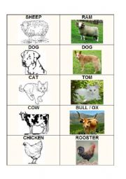 English Worksheet: POSTER FOR THE ANIMAL BINGO - LET THE ANIMALS BE!