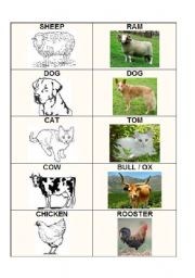 English worksheet: POSTER FOR THE ANIMAL BINGO - LET THE ANIMALS BE!