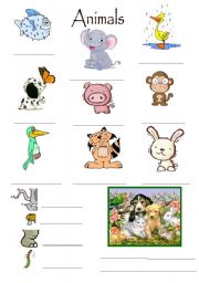 English worksheet: Animals Exercise