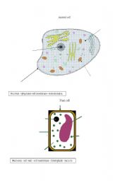 English Worksheet: the structure of the cells (plant and animal) 