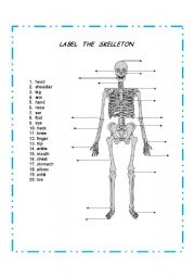 English Worksheet: LABEL THE SKELETON