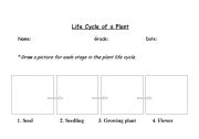 English Worksheet: Plant Life Cycle