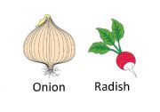 Vegetable Flash Cards Part 2